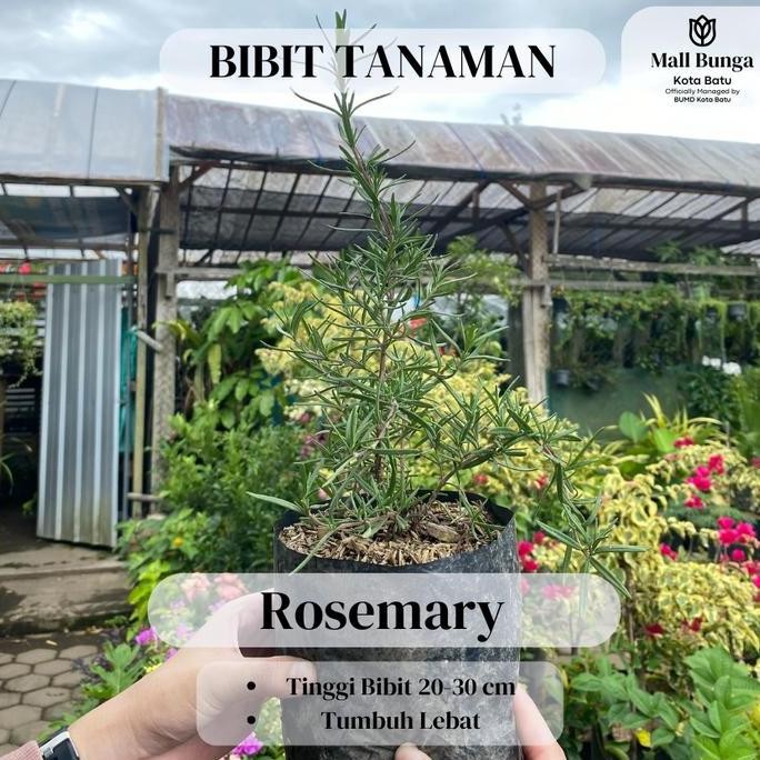 

Terlaris Bibit Rosemary - Tanaman Herbal Siap Tanam Tinggi 20-30Cm