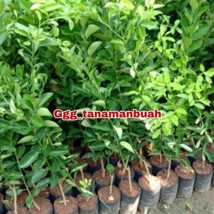 

Terlaris Bibit Jeruk Nipis Super Okulasi Doptpe 1280Hf