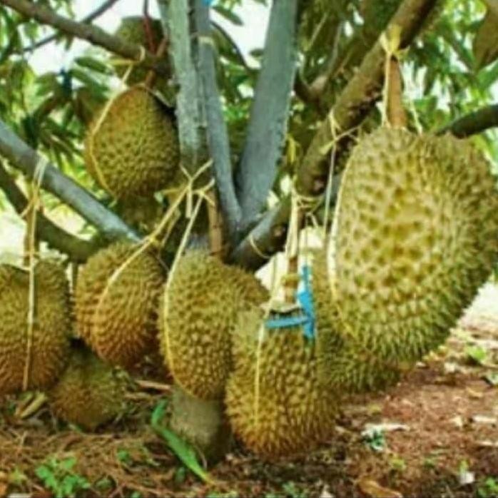 

Terlaris Bibit Tanaman Buah Durian Montong Super Jumbo
