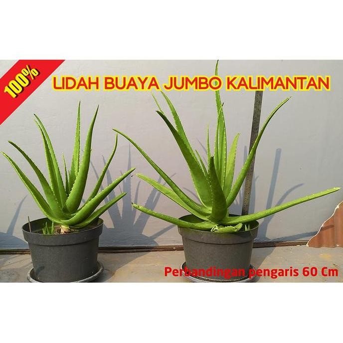 Terlaris Bibit Tanaman Lidah Buaya Pontianak Kalimantan Jumbo Besar