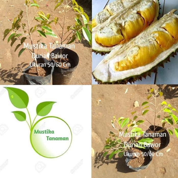 

Terlaris Bibit Pohon Durian Bawor Tunggal 50/60 Cm / Durian Okulasi