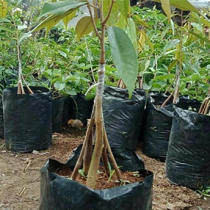 

Terlaris Bibit Durian Matahari Kaki 5 Okulasi - Bibit Durian Kaki 5 Asli