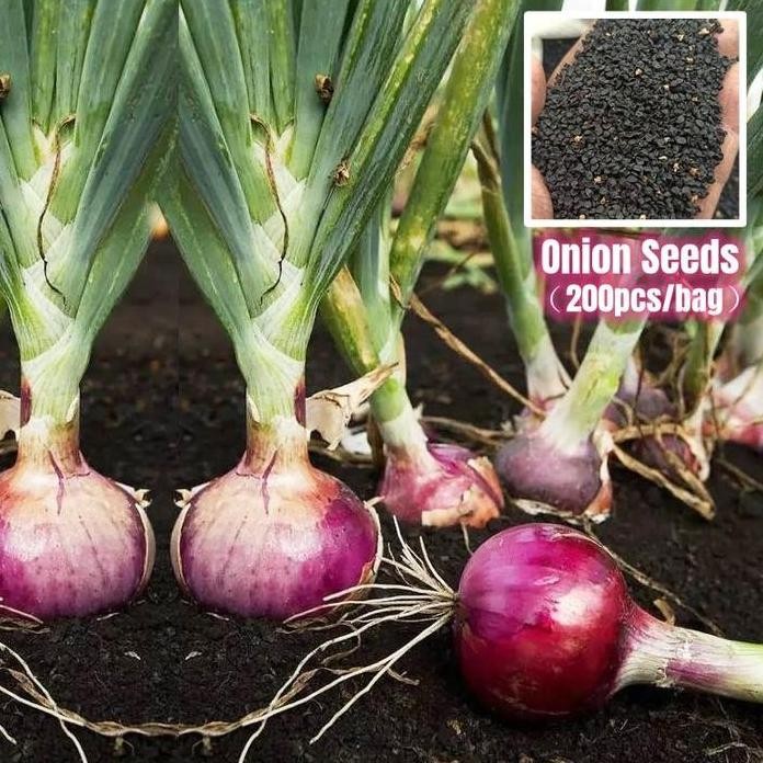 

Terlaris Terbaru Tersedia Dalam Stok(Cod)50Butir Benih Bawang Merah Bibit