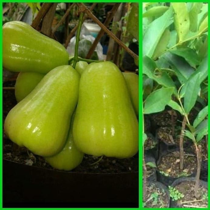 Terlaris Bibit Jambu Madu Deli Pohon Jambu Air Madu Deli