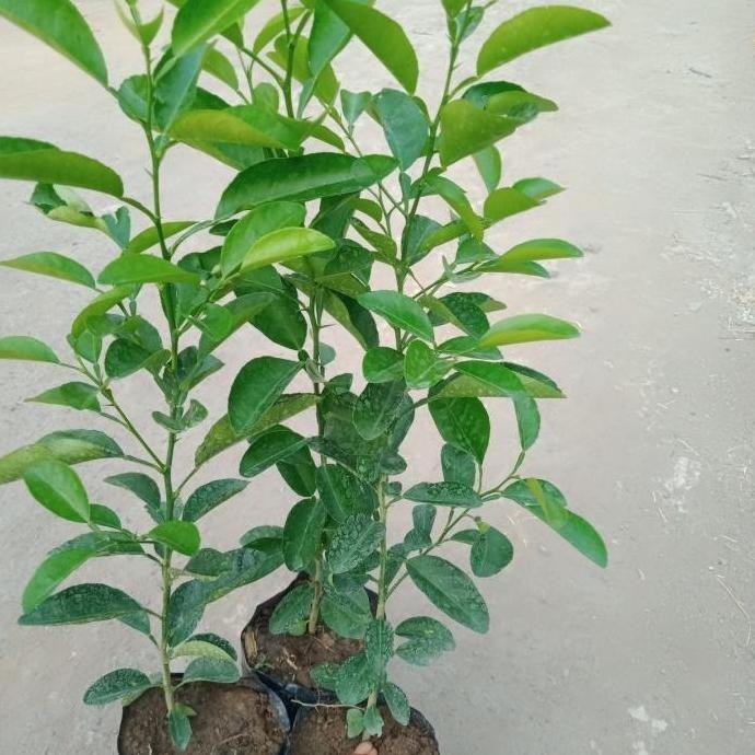 

Terlaris Ready !!! Bibit Tanaman Jeruk Nipis Hrg Ekonomis (Paket Isi 5 Pohon) Murah