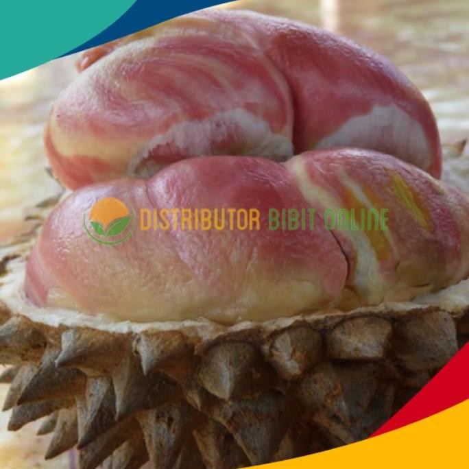 

Terlaris Bibit Durian Pelangi