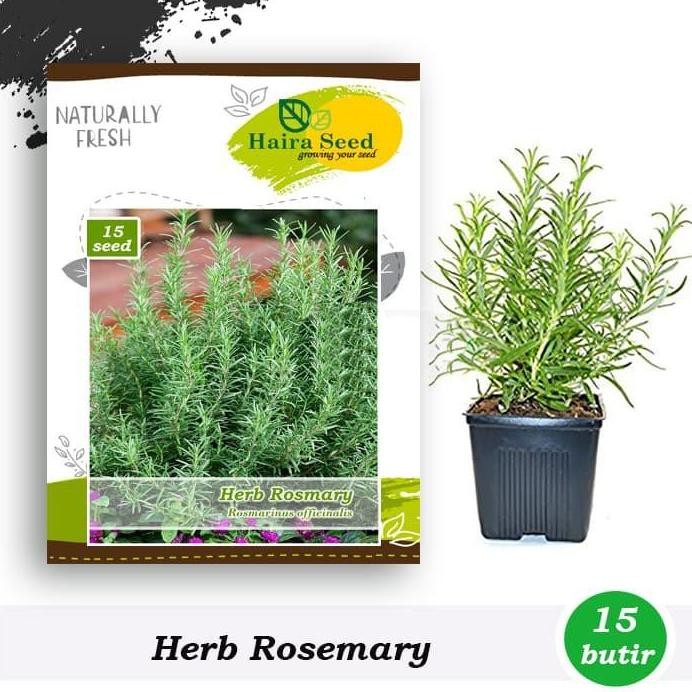 

Terlaris Benih Bibit Tanaman Herba Rosemary Rosmarinus Officinalis Haira Seed Isi 15 Butir