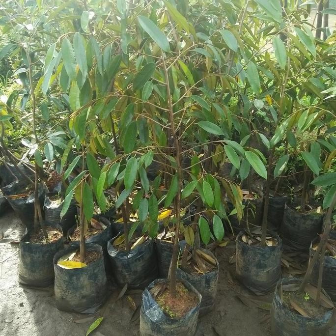 

Terlaris Bibit Durian Kaki 1 Tinggi 1Meter