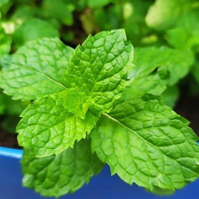 

Terlaris Bibit Pohon Daun Mint