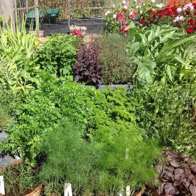 

Terlaris Bibit Herbal Benih Tanaman Herb Daun Mint Peppermint Kale Parsley Dll