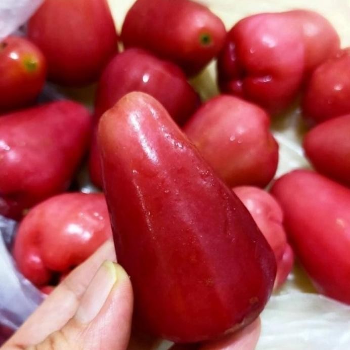 

Terlaris Bibit Jambu Air Lilin Merah Super Manis & Unik Valid Buatan Sendiri Mmz