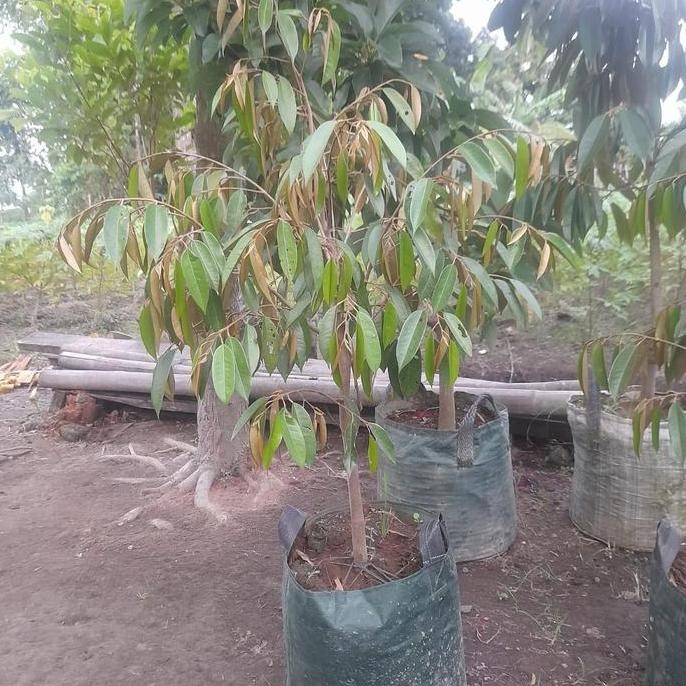 

Terlaris Bibit Durian Bawor Valid Super Uk 1 M Up