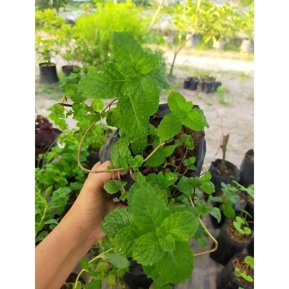 

Terlaris Bibit Tanaman Daun Mint/Peppermint Golbgu 3841Eb