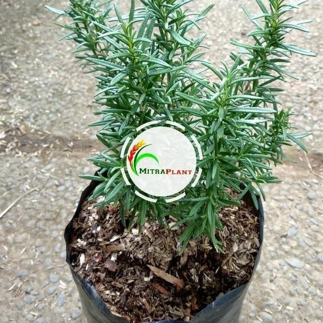 

Terlaris Ankn Bibit Tanaman Rosemary - Pohon Rosemary - Tanaman Herbal