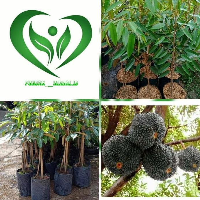 

Terlaris Bibit Durian Duri Hitam Pohon Durian Duri Hitam