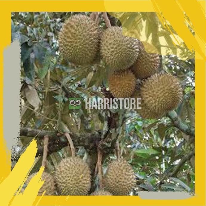 

Terlaris Bibit Tanaman Buah Durian Bawor Murah
