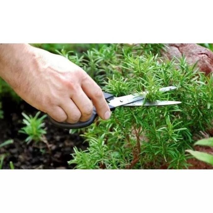 

Terlaris Terlaris!! Benih Bibit Herbal Rosemary Herba Rosemery Best Seller!!