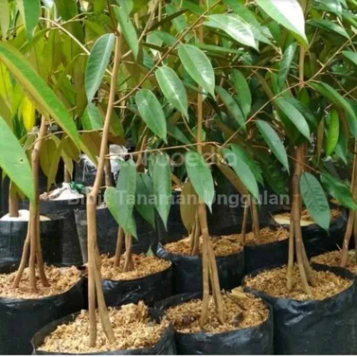 

Terlaris Pohon N3W Bibit Durian Musangking Kaki 3 Ta - Pohon Buah Duren Az