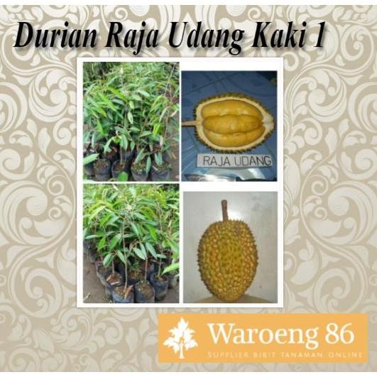 

Terlaris Bibit Buah Durian Raja Udang Kaki 1