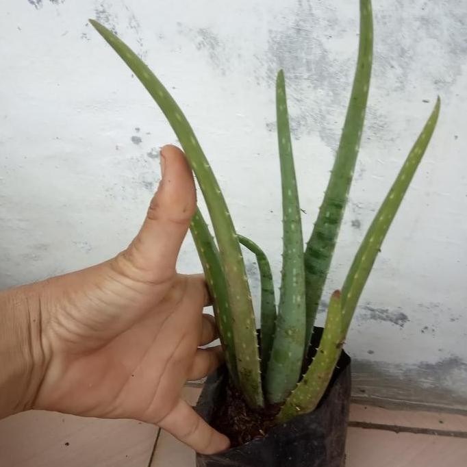

Terlaris Bibit Tanaman Lidah Buaya Barbadensis