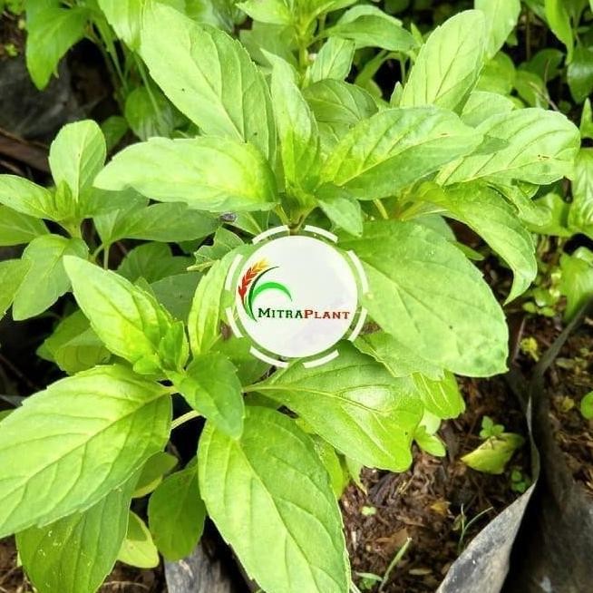 

Terlaris Bibit Tanaman Peppermint / Daun Mint Khagreen Murah