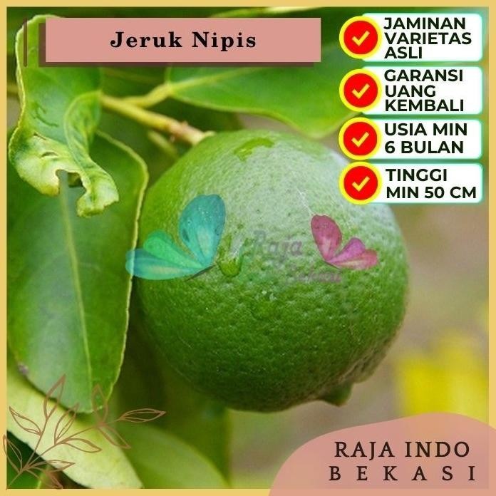 

Terlaris Bibit Tanaman Pohon Buah Jeruk Nipis Premium Unggul Herbal Azo