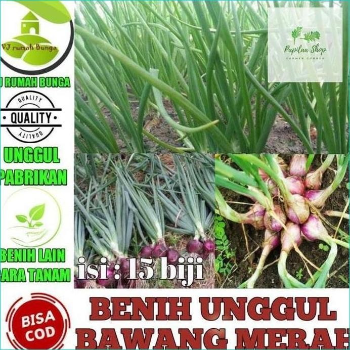 

Terlaris Benih Bibit Bawang Merah Berkualitas