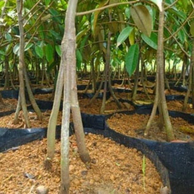 

Terlaris Bibit Tanaman Durian Duri Hitam/Ochee Kaki 3