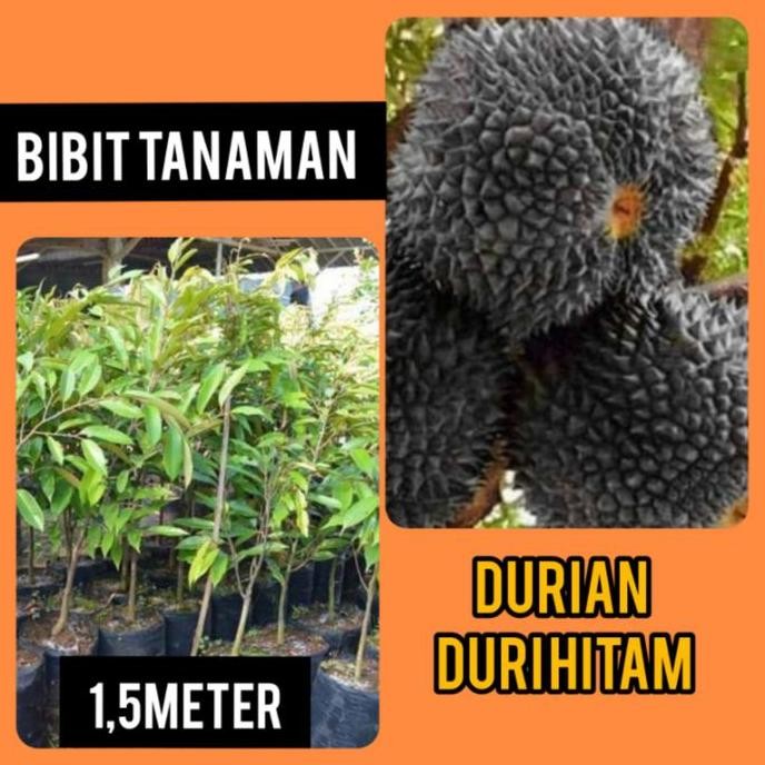 

Terlaris Bibit Durian Duri Hitam 1.5 M