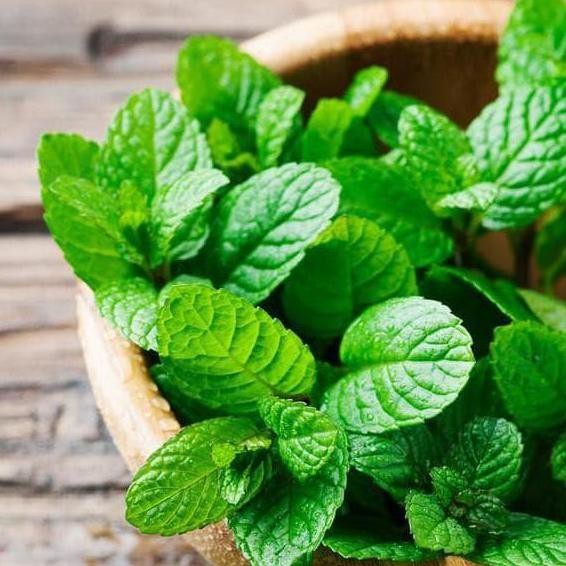 

Terlaris 15 Pcs 5000An Benih Herbal Daun Mint Spearmint Bibit Tanaman Obat