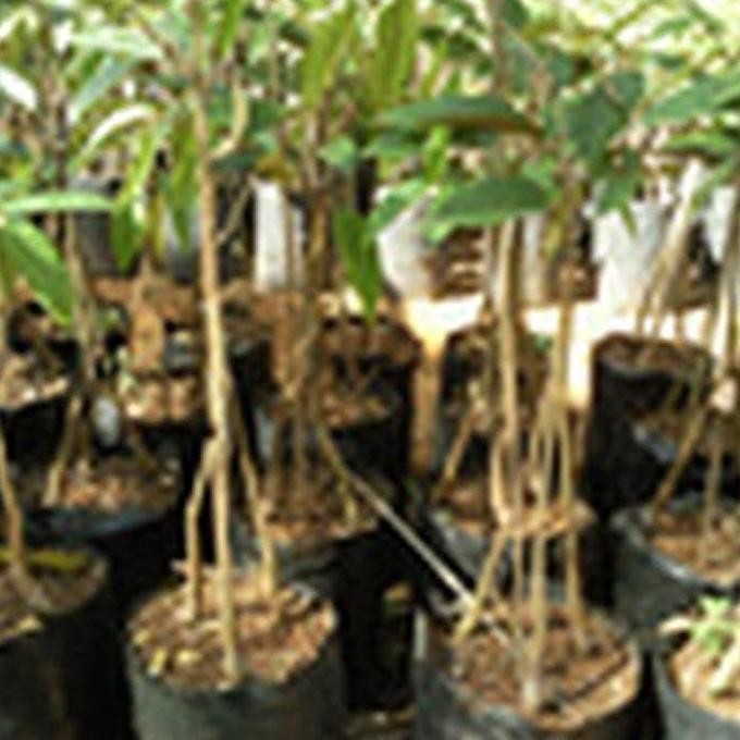 

Terlaris Ready Bibit Pohon Durian Montong | Tanaman Buah Ori