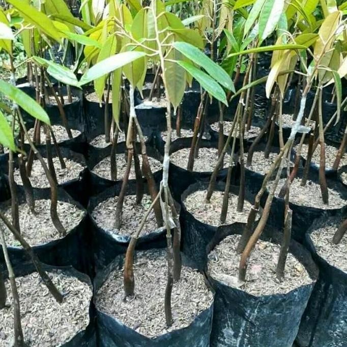 

Terlaris Bibit Durian Musangking Kaki 3 Super Cepat Berbuah