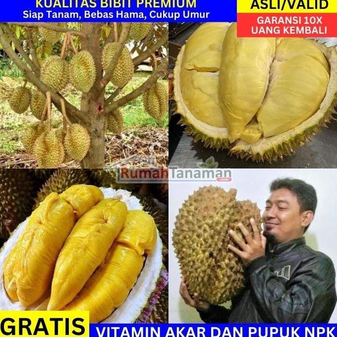 

Terlaris Bibit Durian Unggul Asli Bergaransi - Bibit Durian Cepat Berbuah