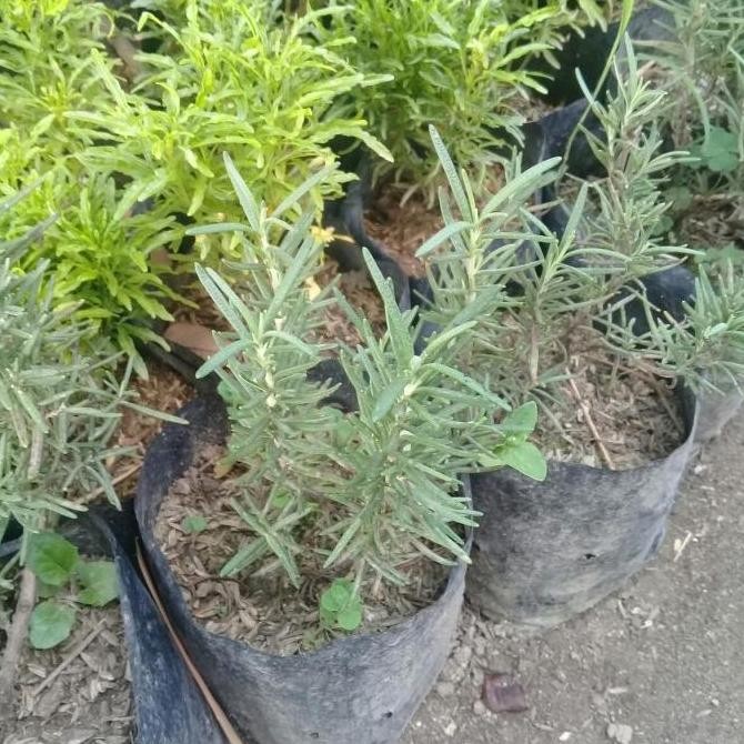 

Terlaris Bibit Tanaman Herbal Rosemary