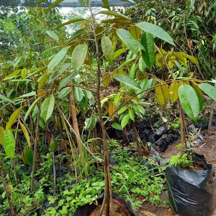 

Terlaris Paket 5 Bibit Durian Bawor Kaki Tiga