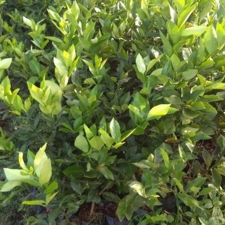 

Terlaris Pohon Bibit Tanaman Buah Jeruk Nipis Asli, Pohon Jeruk Nipis Unggul Auu