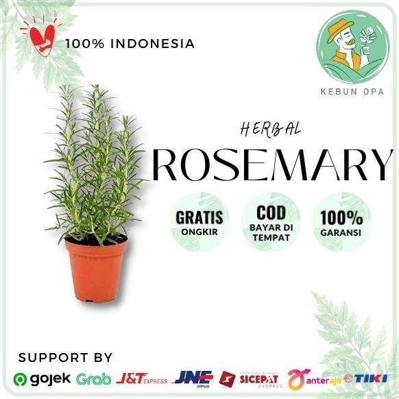 

Terlaris Bibit Tanaman Herbal Rosemary
