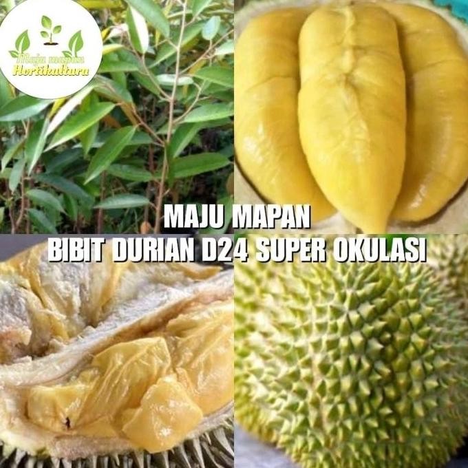 

Terlaris Bibit Durian D24 Super Import