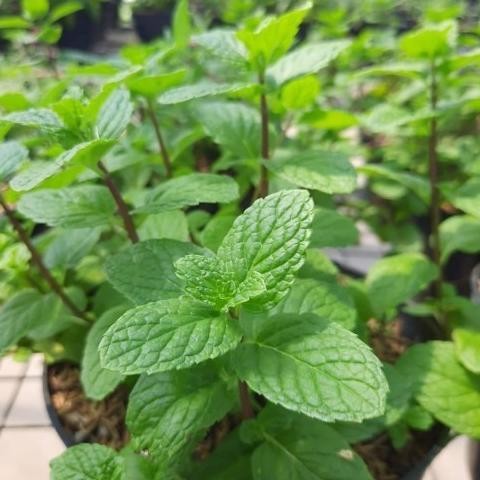 

Terlaris Bibit Daun Min Pepermin (Peppermint) Mint