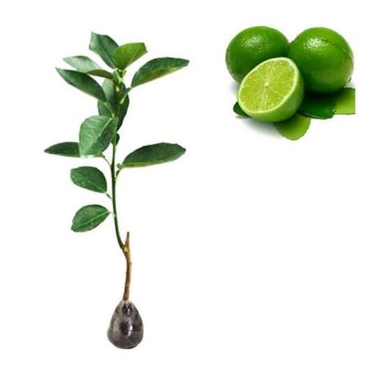 

Terlaris Pohon Bibit Jeruk Nipis/Pohon Jeruk Nipis