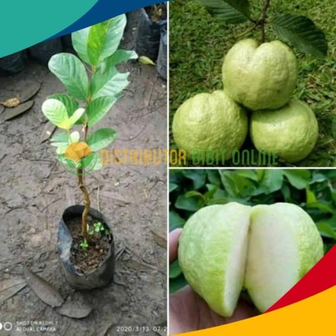 

Terlaris Bibit Jambu Kristal Putih Non Biji