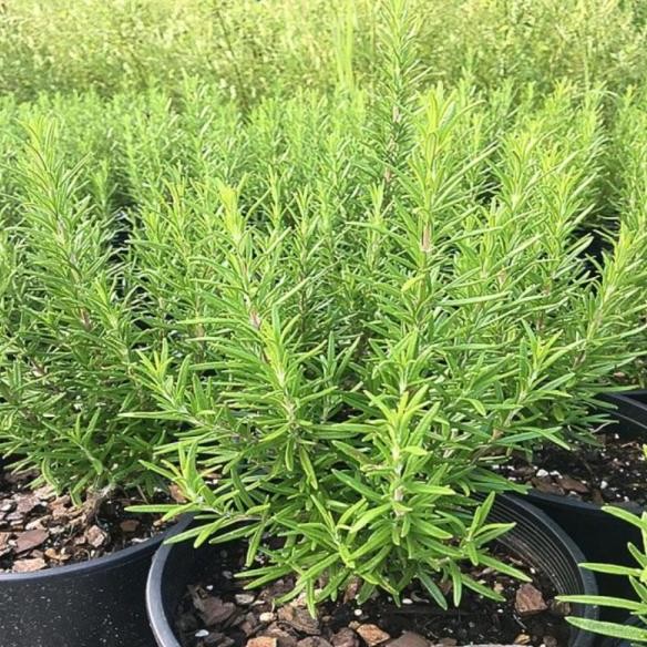 

Terlaris Benih-Bibit Herba Rosemary Haira Seed