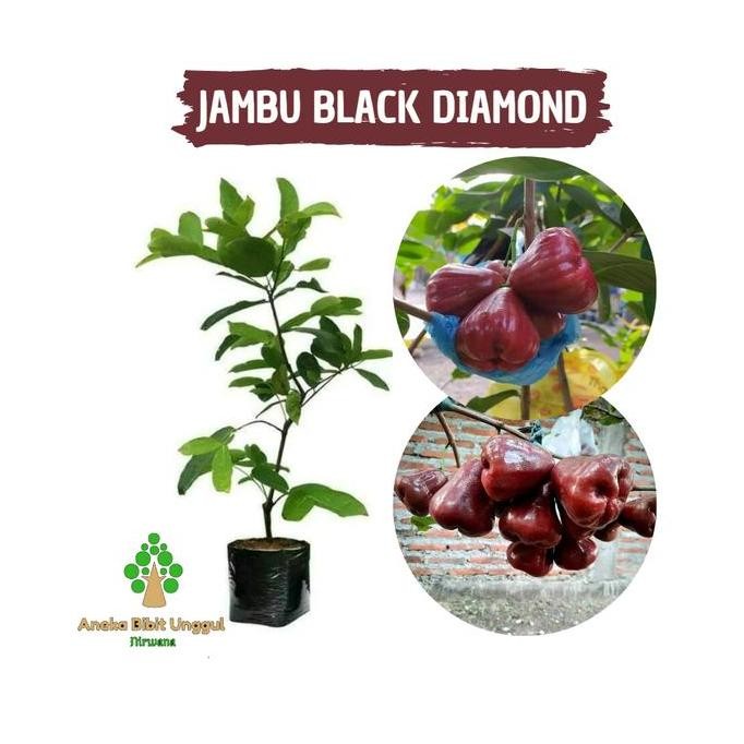 Terlaris Bibit Buah Jambu Air Black Diamond