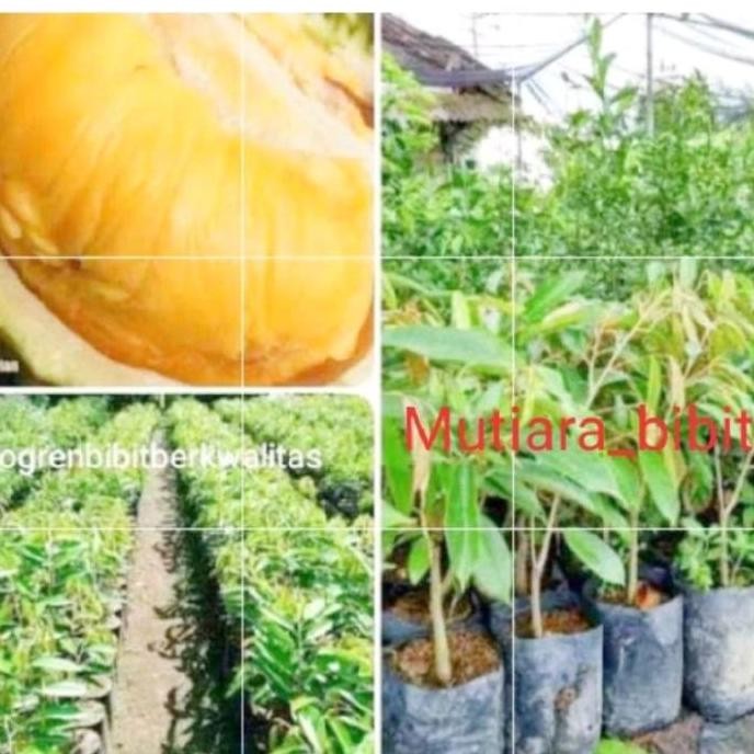 

Terlaris Bibit Durian Musaking Ukuran 40-60Cm Okulasi