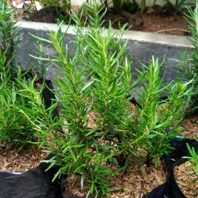 

Terlaris Bibit Tanaman Rosemary Obat Herbal Berkualitas