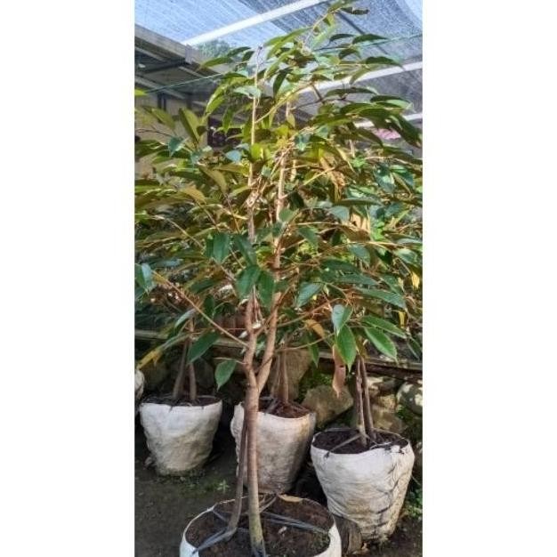 

Terlaris Dijual Bibit Durian Bawor Dongkelan Tinggi 1 M Berkualitas