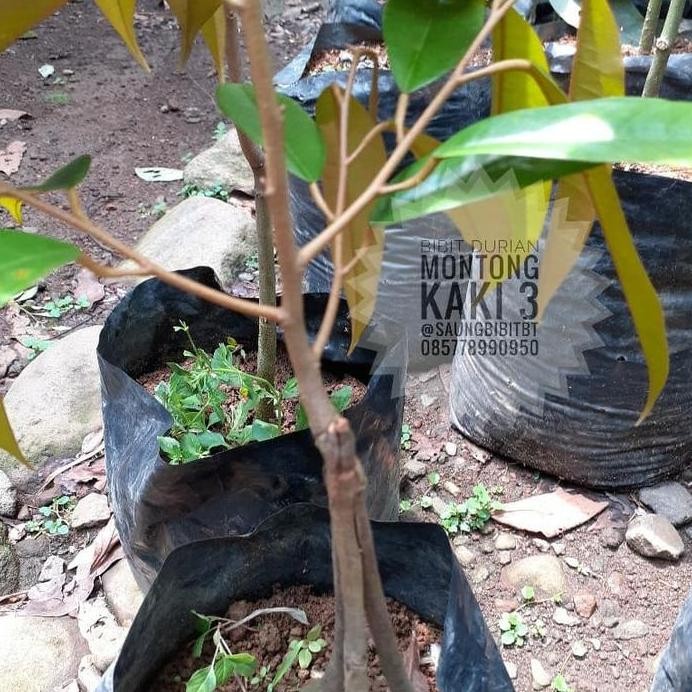 

Terlaris Bibit Durian Montong Kaki 3
