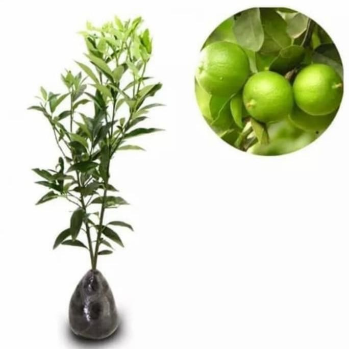 

Terlaris Bibit Tanaman Pohon Buah Jeruk Nipis / Citrus Murah Berk Kzbfxn 3146Fz