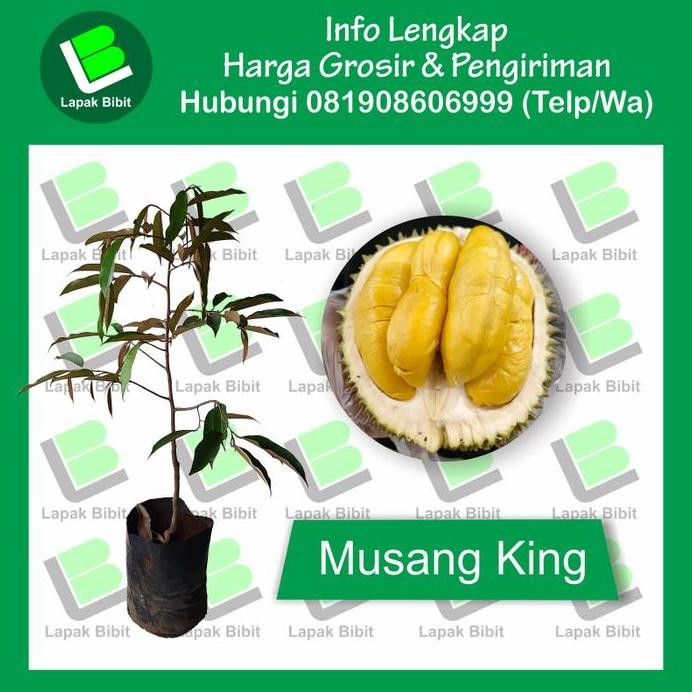 

Terlaris Bibit Durian Musang King Tinggi 50 S/D 80 Cm