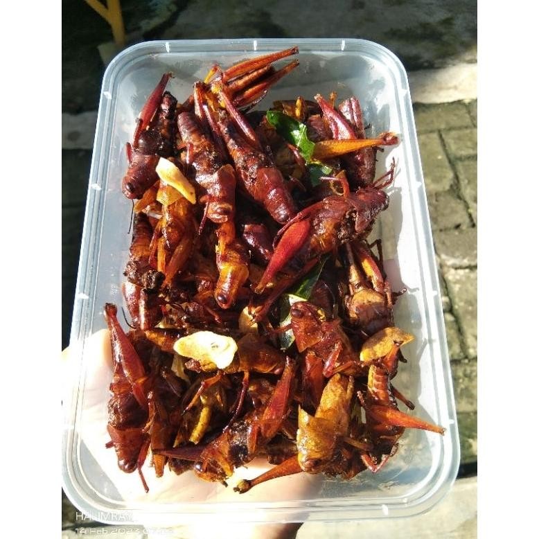 

BELALANG JATI/KAYU MURAH BERAT 100g nUg